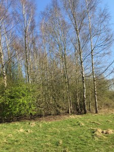 blackthorn and hawthorn