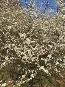 blackthorn