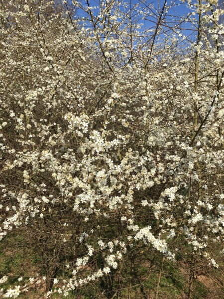 blackthorn