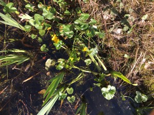 marsh marigold