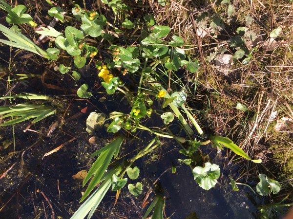 marsh marigold